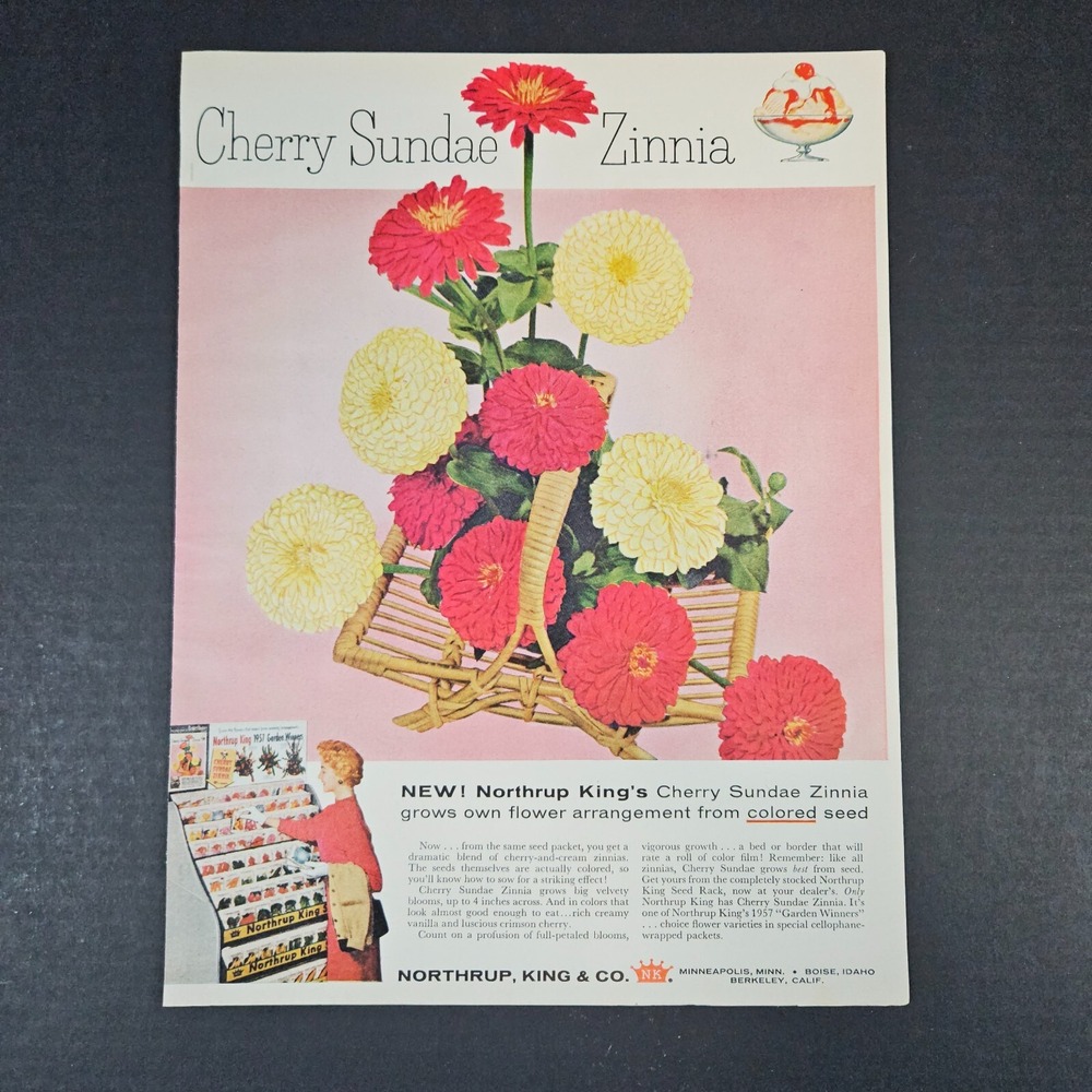 1957 Northrup King Cherry Sundae Zinnia Vintage Print Ad Garden Winners Seeds